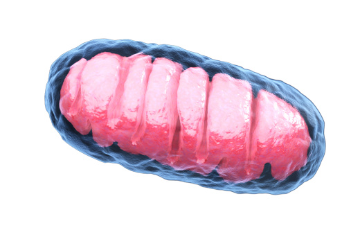 Image of Mitochondrie: Biologické elektrárny s důležitým významem pro zdraví
