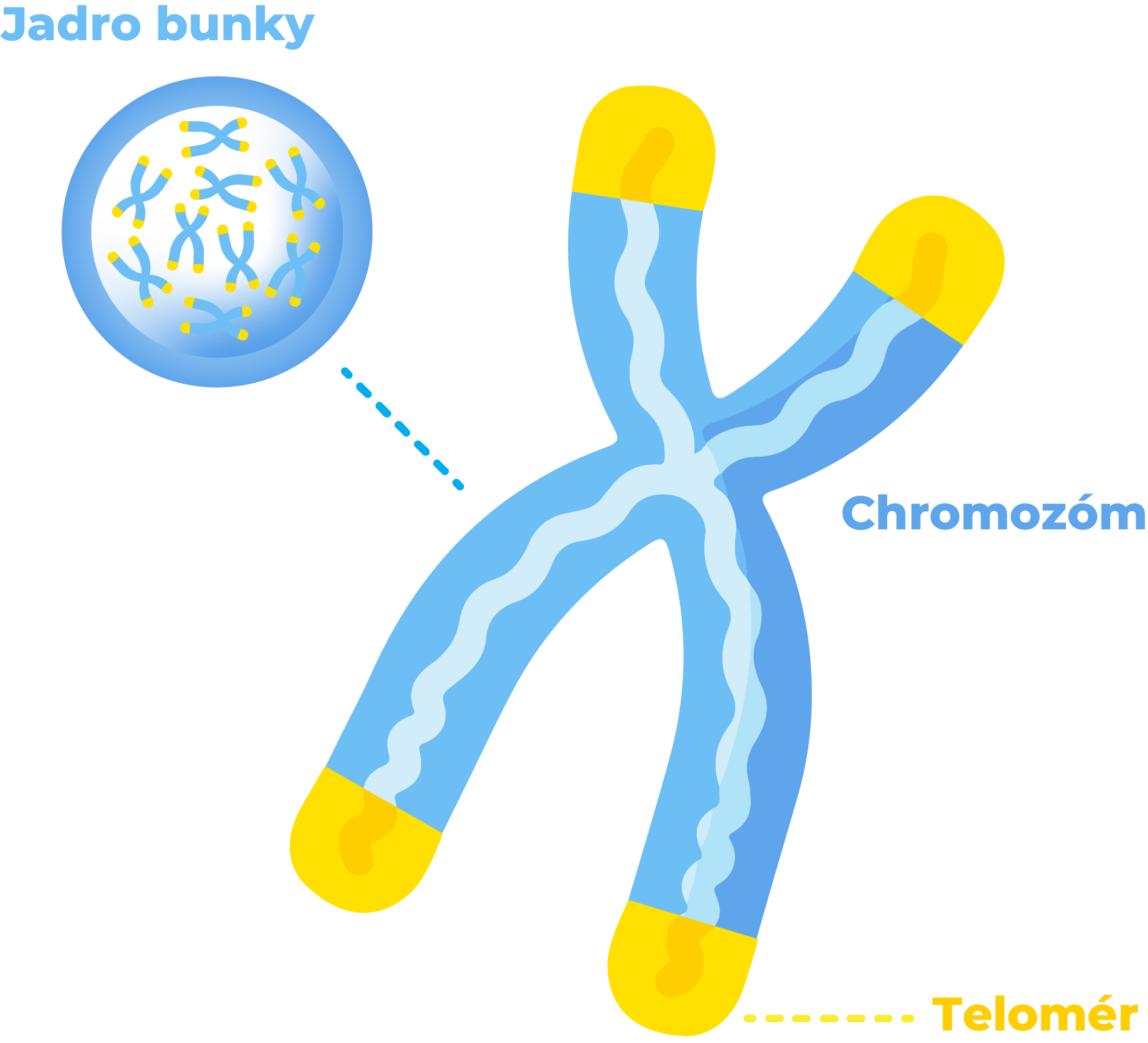 Telomere