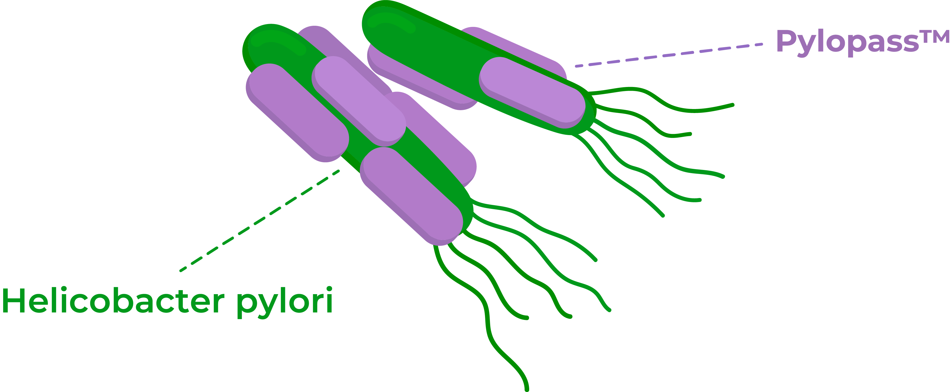 Pylopass