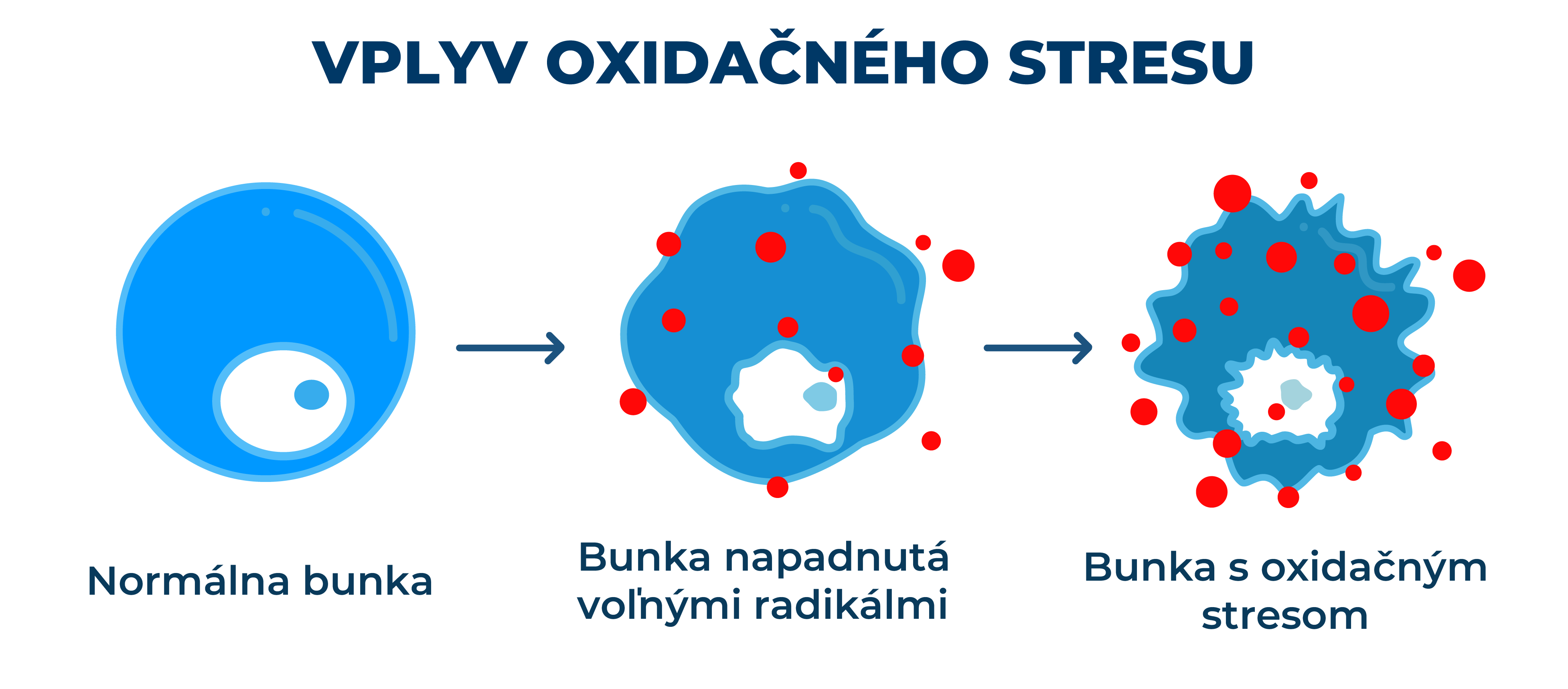 vliv oxidačního stresu